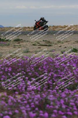 media/Jan-14-2023-SoCal Trackdays (Sat) [[497694156f]]/Turn 14 Exit Bloomig (145pm)/